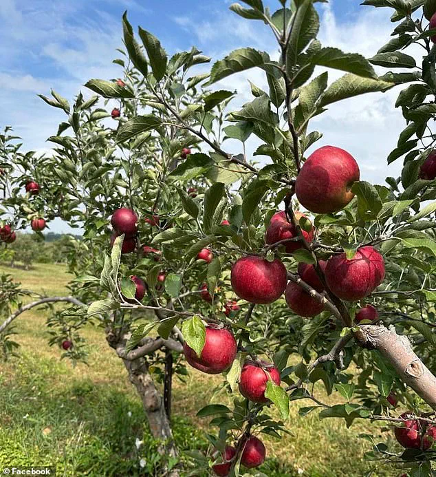 Exclusive: Ohio Orchard Exposes Brazen Apple Theft Attempt, Sparking Viral Outrage