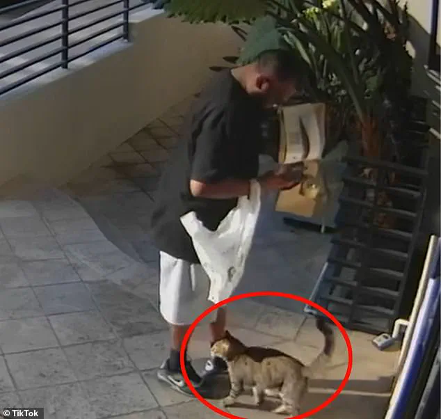 West Hollywood Food Delivery Driver Accused of Stealing Customer's Cat in Shocking Incident