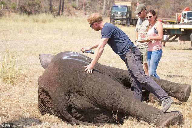 Chad's Environment Ministry Accuses Prince Harry's African Parks of Neocolonialism Amid Partnership Termination