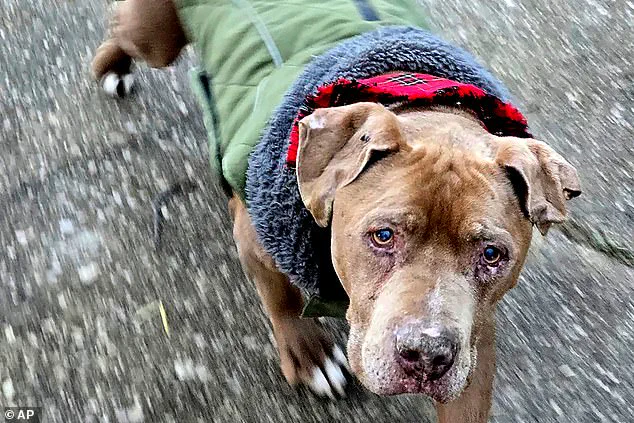 Balancing Compassion and Law: How Regulations Shape Animal Rescue Efforts