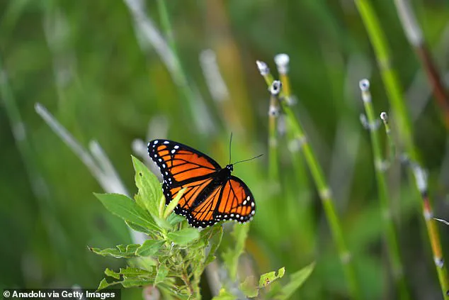 Burlington Resident Karen Barnes' Wild Garden Sparks Legal and Environmental Debate