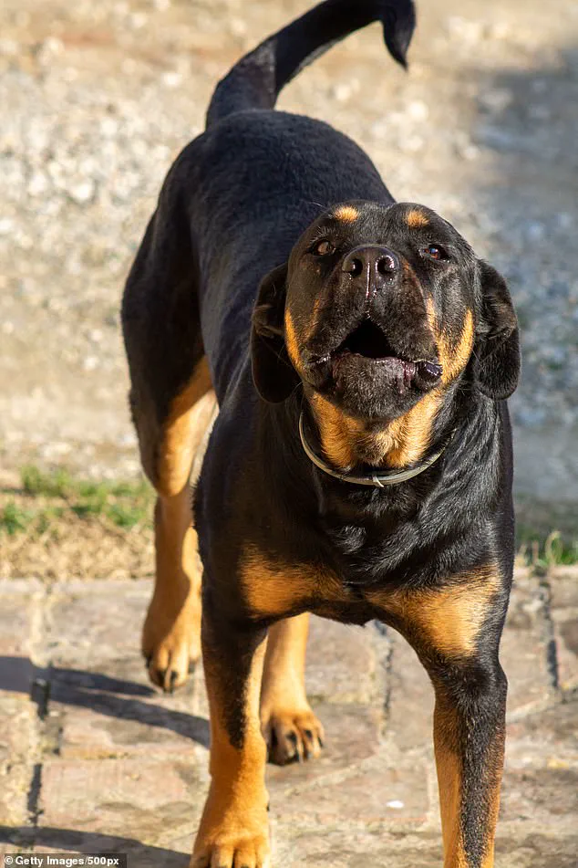 Three Large Dogs Attack 13-Year-Old in Welshtown, Sparking Pet Safety Concerns