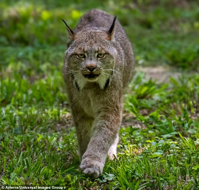 Rare Lynx Kittens Spark Hope for Conservation in Voyageurs National Park