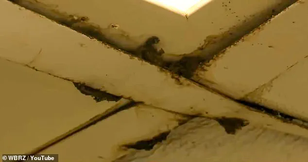 Urgent: Wendy's Workers in Louisiana Report Hazardous Conditions: Black Mold, Flooding, and Corporate Neglect Spark Immediate Crisis
