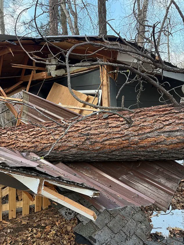 The Silent Sentinels: How Government Policies Shape the Fate of Montana's Ancient Pines