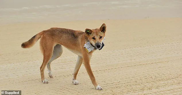 K'gari Island Tragedy: 19-Year-Old Piper James Found by Dingo Pack, Authorities in Urgent Search for Answers
