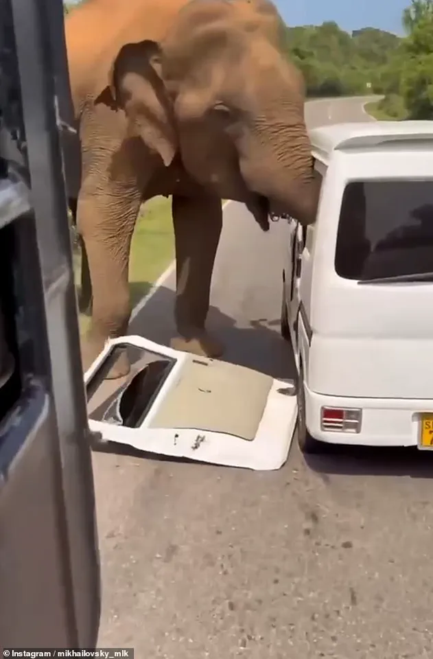 Sri Lanka Elephant Attack Sparks Calls for Stricter Safari Safety Regulations