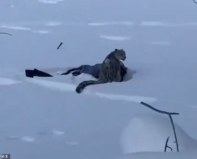 Tourist's Selfie with Snow Leopard in UNESCO Geopark Leads to Injury and Conservation Concerns