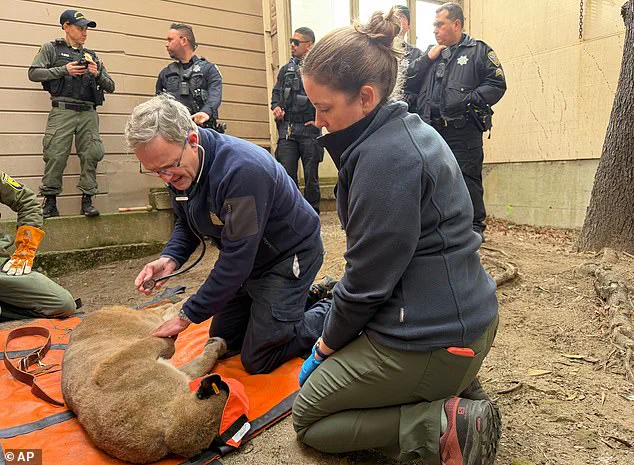 San Francisco's 30-Hour Mountain Lion Standoff: A Rare Encounter Testing Urban Wildlife Coexistence