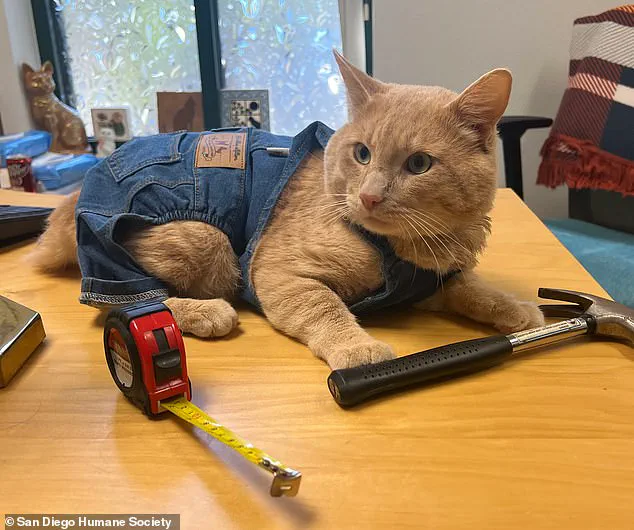 California's Quarantine Regulations: A Public Health Measure with a Feline Graduation