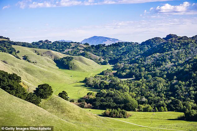 Surge in Wild Mushroom Poisonings Sparks Public Health Warning in Northern California