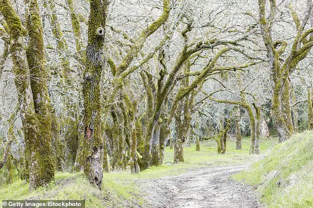 Surge in Wild Mushroom Poisonings Sparks Public Health Warning in Northern California