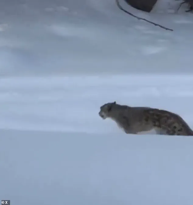 The Chilling Selfie: A Woman's Brush with Death in a Snow Leopard Encounter