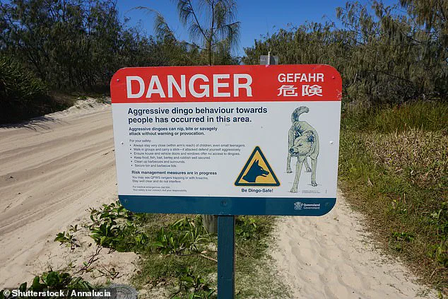 TikTok Video of British Tourist on K'gari Reignites Debate Over Safety Protocols Amid Backpacker's Death