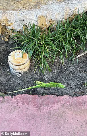 Exclusive: South Florida's Iguanas in Crisis Amid Once-in-a-Decade Cold Snap