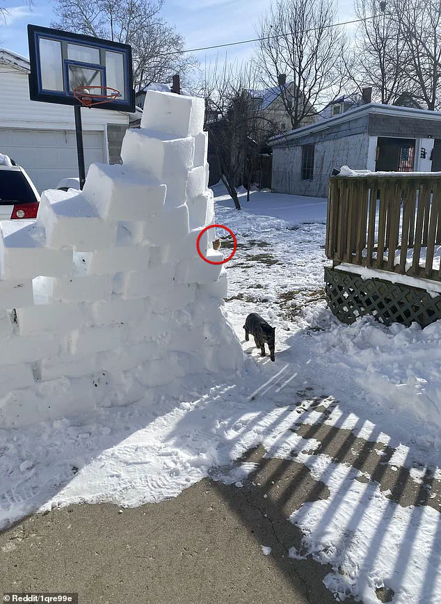 Viral Reddit Challenge Asks Users to Find Hidden Orange Cat in Snowy Backyard Photo