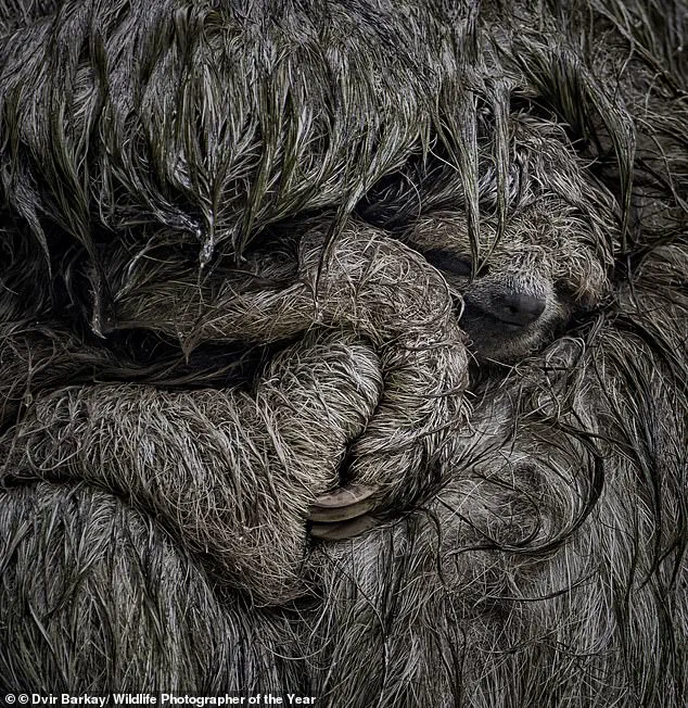 Wildlife Photographer of the Year Finalists Capture Nature's Beauty and Fragility as Public Voting Kicks Off