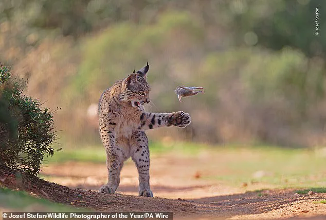 Wildlife Photographer of the Year Finalists Capture Nature's Beauty and Fragility as Public Voting Kicks Off