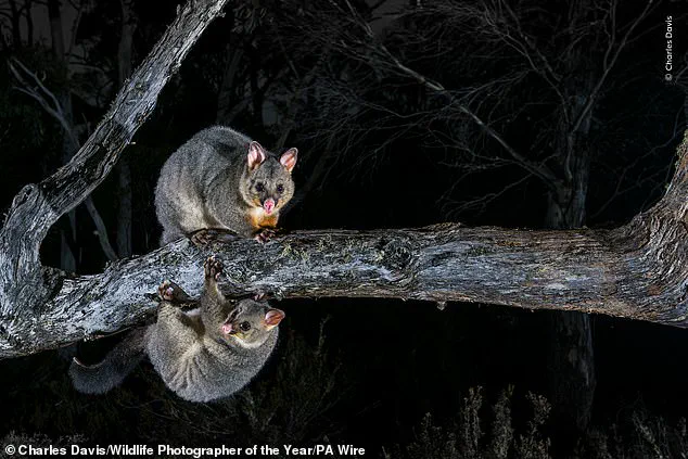 Wildlife Photographer of the Year Finalists Capture Nature's Beauty and Fragility as Public Voting Kicks Off