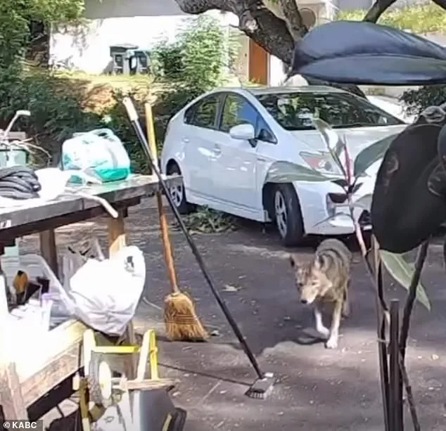 Coyote Attack in Pasadena Sparks Concerns Over Urban Wildlife Safety