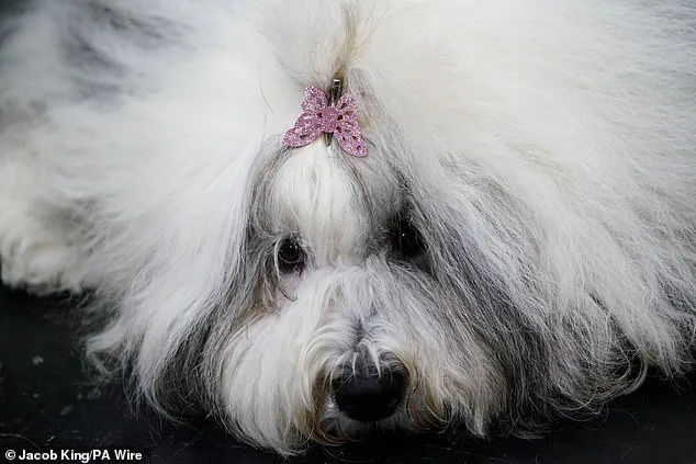 Crufts: A Global Spectacle of Canine Competition and Artistry