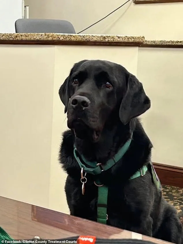 Mistrial Declared in Pennsylvania Dog Killing Trial After Therapy Dog Enters Jury Room