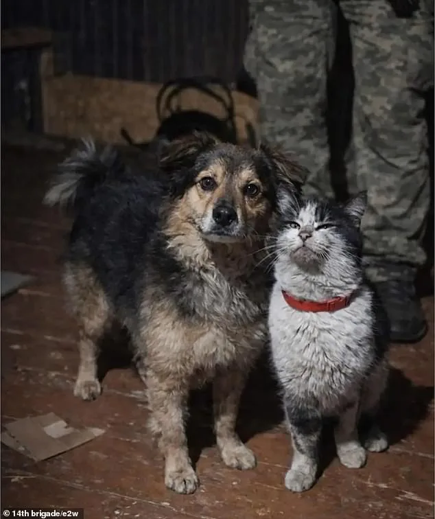 Ukrainian Drone Rescues Dog and Cat from Frontlines in Kharkiv Region