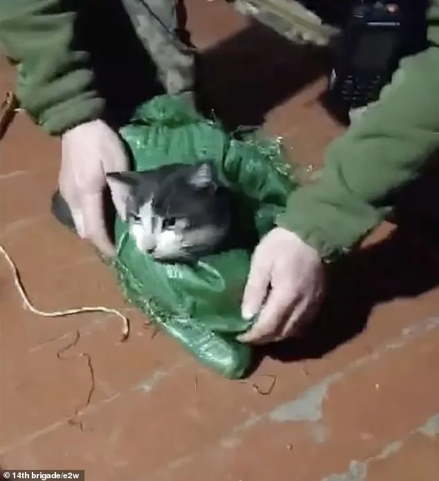 Ukrainian Drone Rescues Dog and Cat from Frontlines in Kharkiv Region