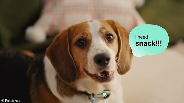 Chinese AI Collar Claims 95% Accuracy in Translating Pet Sounds.