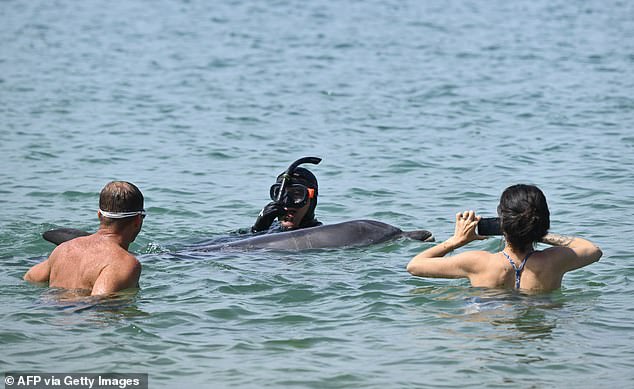 Lonely Dolphin Stays Near French Beach Despite Safety Warnings