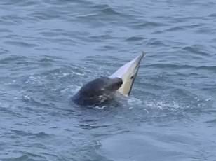 Lonely Dolphin Stays Near French Beach Despite Safety Warnings