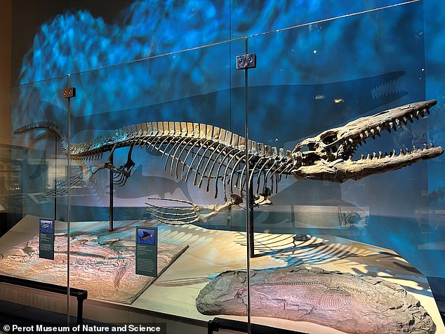 New 43-foot marine reptile Tylosaurus rex rivals T. rex in size.